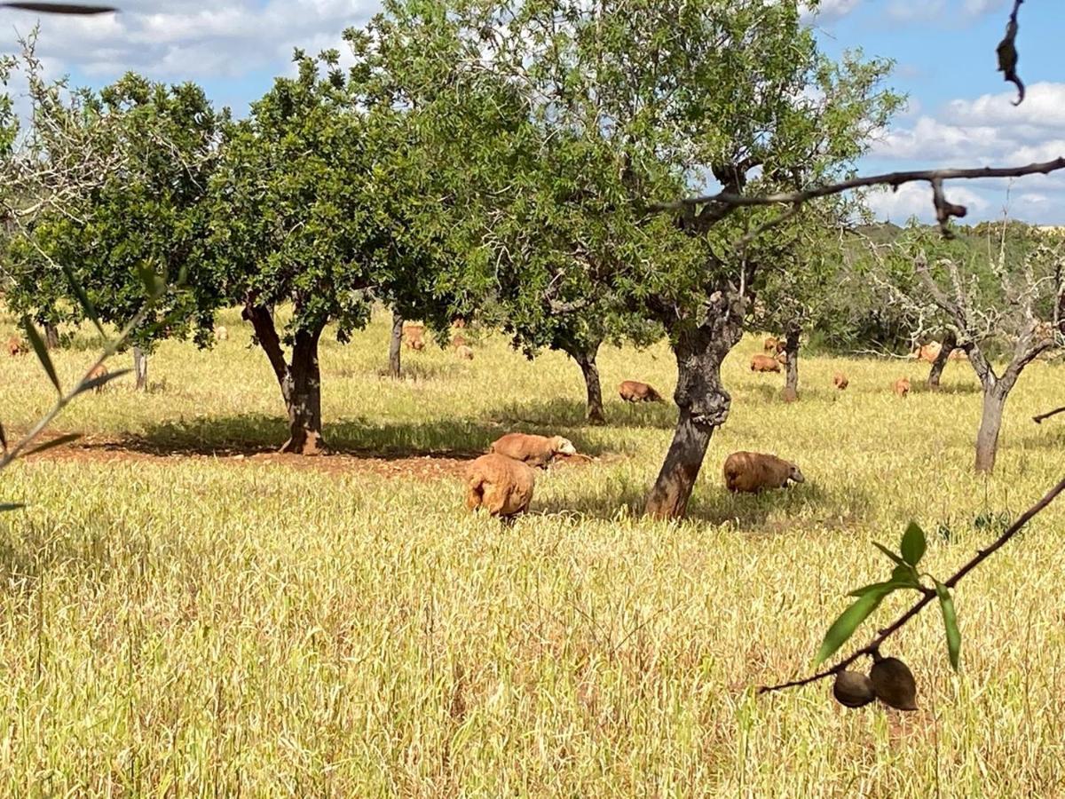Finca Sa Canova Agroturismo 坎波斯 外观 照片